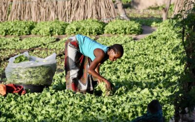 L’Agriculture sénégalaise
