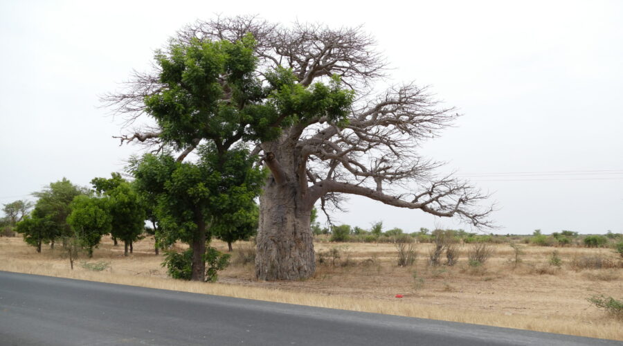 Baobab3