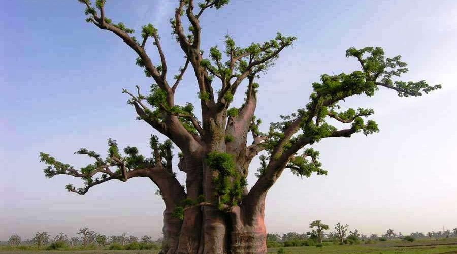 baobabs (26)