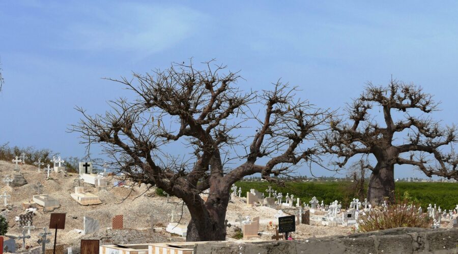 baobabs (8)