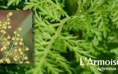 Artémisia annua